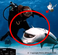 a scuba diver is being attacked by a shark in the water