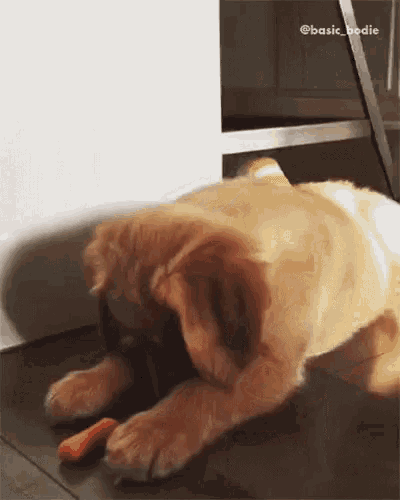 Puppy Do Not Like GIF - Puppy Do Not Like Funny Pet Videos GIFs