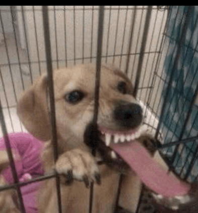 a dog is sticking its tongue out of a cage .