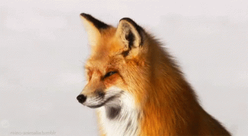 Fox Snow GIF - Fox Snow Look GIFs