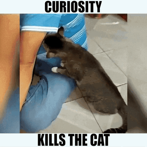 Curiosity Kills The Cat Funny Animals GIF