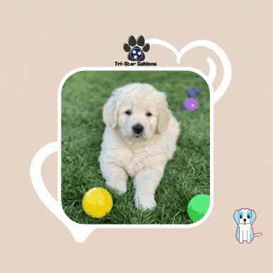 a picture of a golden retriever puppy with the words golden retriever puppies for sale