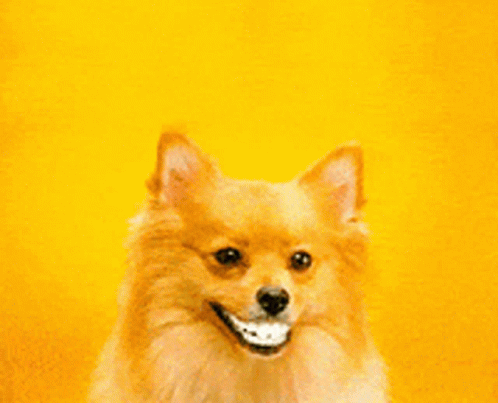 Dog Smile GIF - Dog Smile Smile GIFs