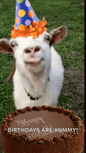 a goat wearing a party hat is standing next to a cake that says birthdays are yummy