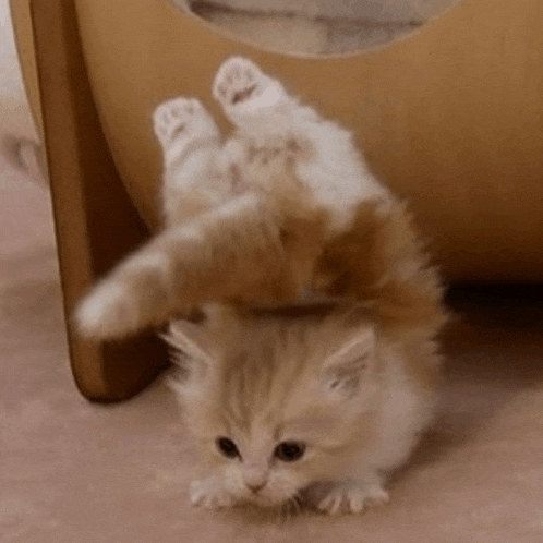 a small kitten is laying on its back on the floor next to a cat house .