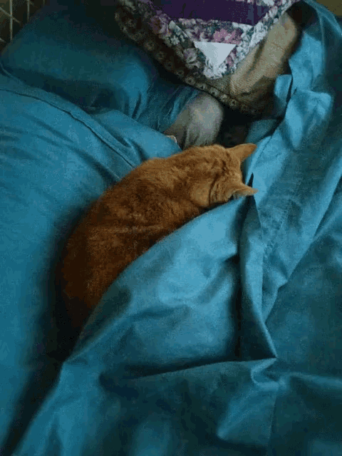 Sleepy Cat Tabby GIF - Sleepy Cat Tabby Back To Sleep GIFs
