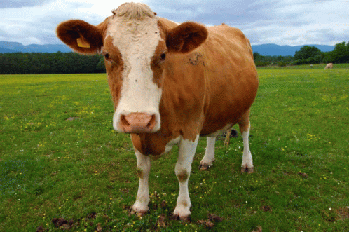Nieem Cow GIF - Nieem Cow GIFs