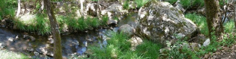 a stream flows through a lush green forest