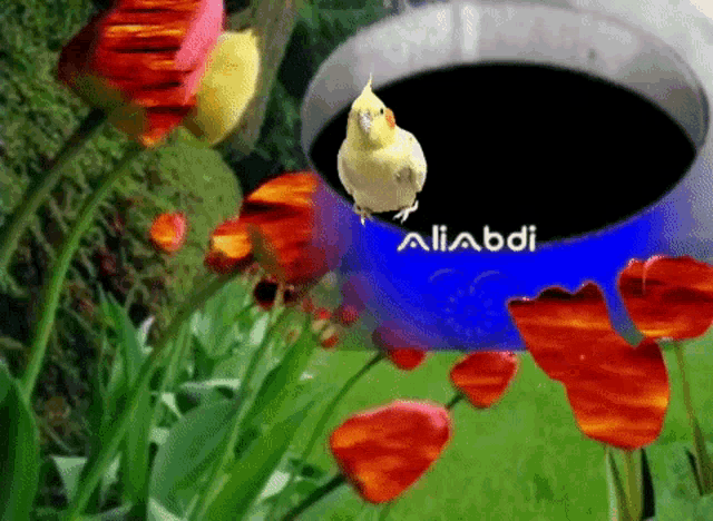 a bird sitting on top of a blue container with the word aliabdi on it