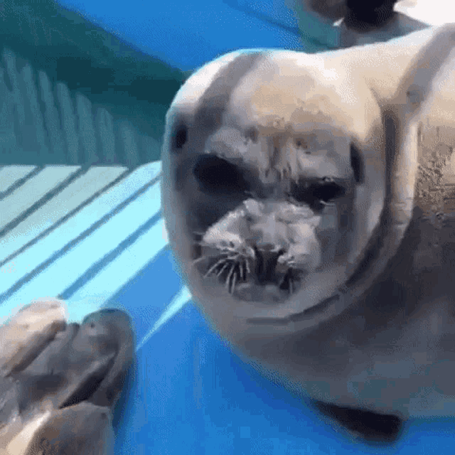 Seal Tongue Seal GIF - Seal Tongue Seal GIFs