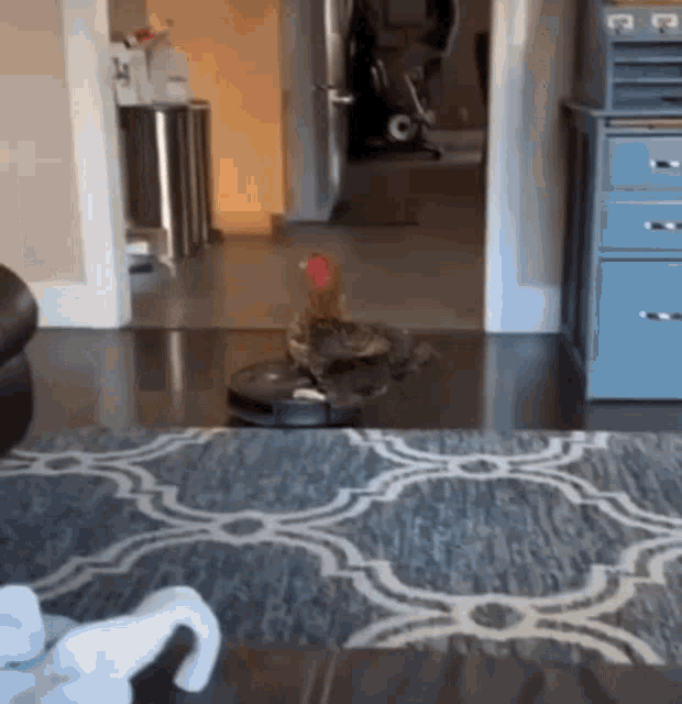 Roomba Chicken GIF - Roomba Chicken They See Me Rollin GIFs