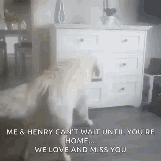 a dog is standing in front of a dresser in a living room with a quote .