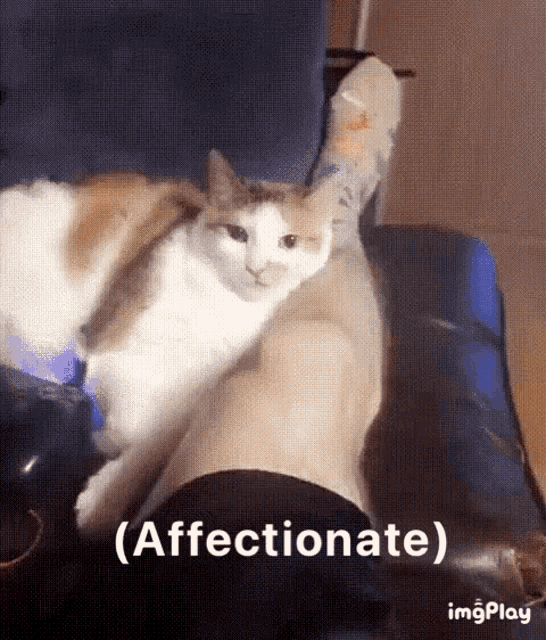 Cat Affectionate GIF - Cat Affectionate GIFs