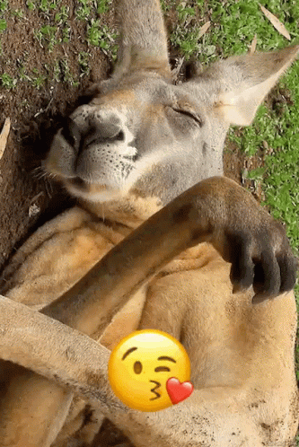Kangaroo Animals GIF - Kangaroo Animals Sleep GIFs