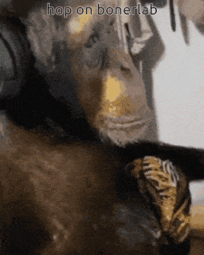 Chimpanzee Monkey GIF - Chimpanzee Chimp Monkey GIFs