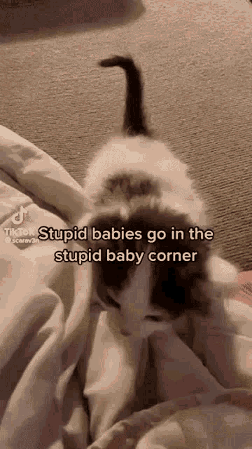Stupid Baby Stupid Baby Corner GIF - Stupid Baby Stupid Baby Corner Cats GIFs