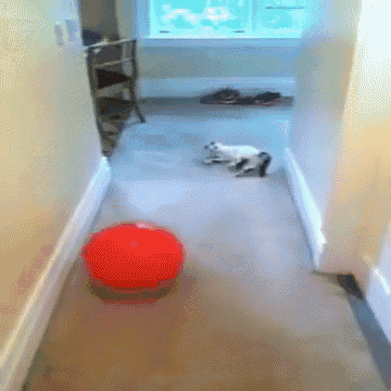 Dodgeball Cat GIF - Cute Cat Dodgeball GIFs
