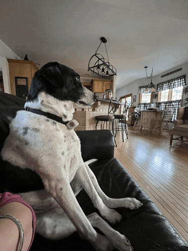 a black and white dog is sitting on a couch