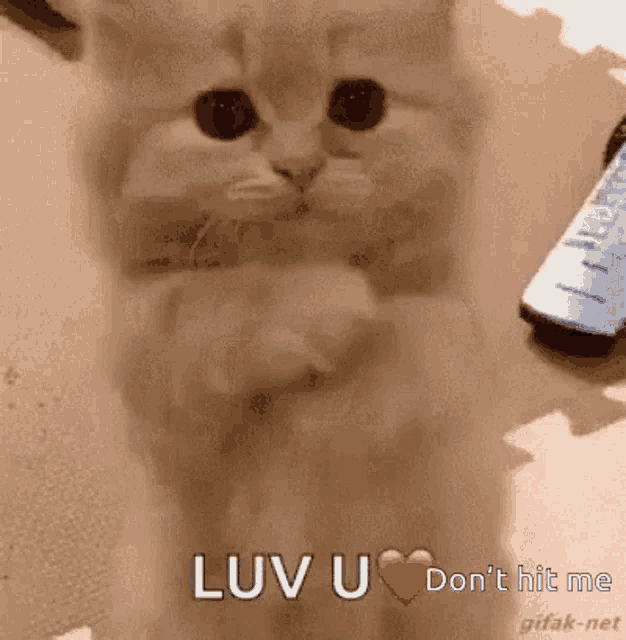 Cats Love You GIF - Cats Love You Hit GIFs