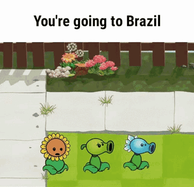Aa Youre Going To Brazil GIF - Aa Youre Going To Brazil Plants GIFs