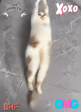 a picture of a cat with the words no problem and xoxo