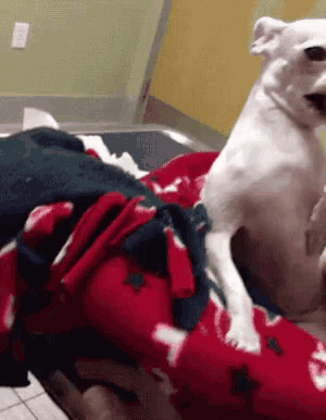 a small white dog is sitting on top of a red and white blanket