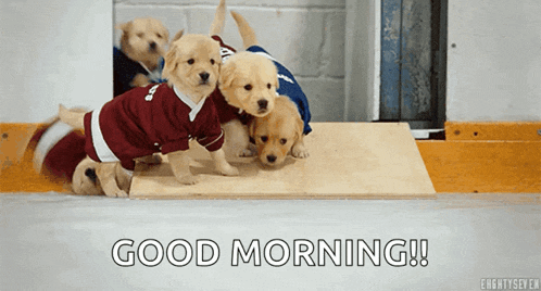 a group of puppies wearing sweaters with the words good morning written on the bottom