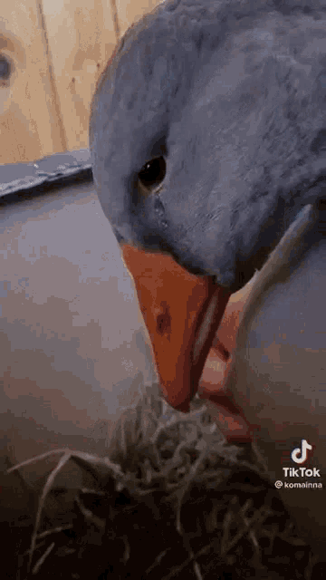 a close up of a duck with a red beak standing next to a person .