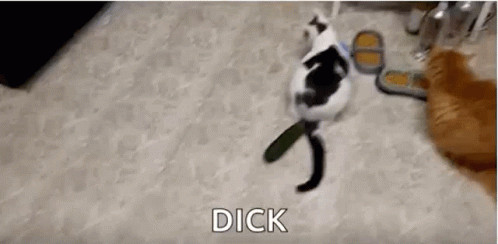 Dick Surprised GIF - Dick Surprised Wtf GIFs
