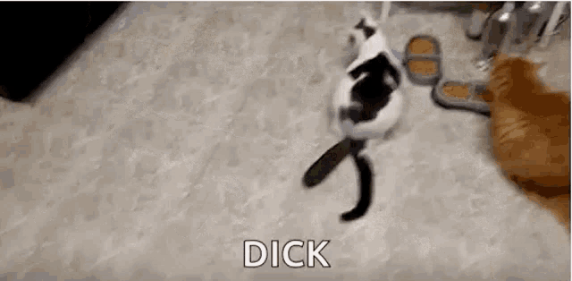 two cats are playing with a toy on the floor and one of them is holding a cucumber .
