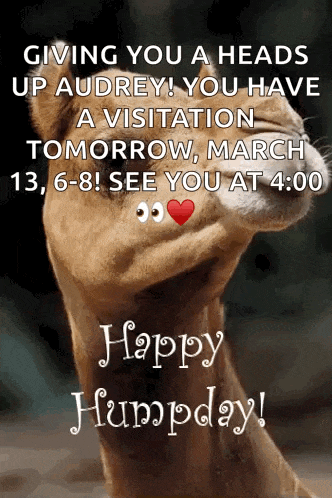 a picture of a lion with the words happy humpday written on it
