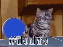 ปิงปอง ไม่ยอมกัน แมว GIF - Table Tennis Ping Pong Cat GIFs