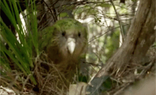 Kakapo Marsiles GIF - Kakapo Marsiles Dumb GIFs