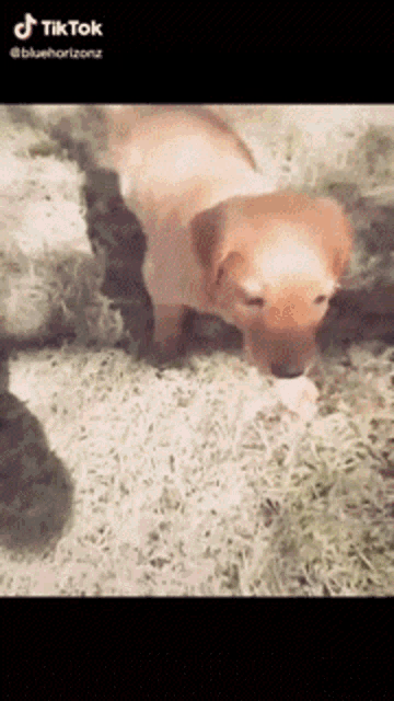 a puppy is eating a piece of meat in a tiktok video