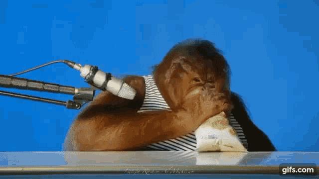 Orangutan Asmr Eating Orangutan GIF - Orangutan Asmr Eating Orangutan Asmr GIFs