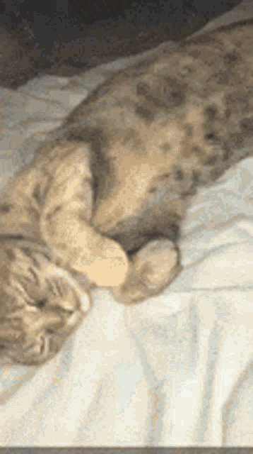 a cat is laying on a bed with its head on a white blanket .