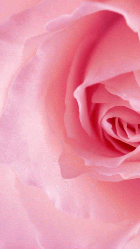 Pink Zoom5 Pink Rose GIF - Pink Zoom5 Pink Rose Pinks GIFs