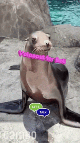 Seal Sea Life GIF - Seal Sea Life Save Soil GIFs