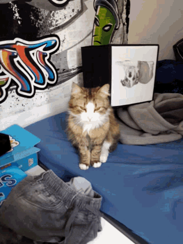 a cat laying on a bed next to a sticker that says ' s ' on it