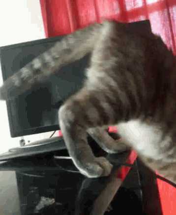 Cat Later GIF - Cat Later Bye GIFs