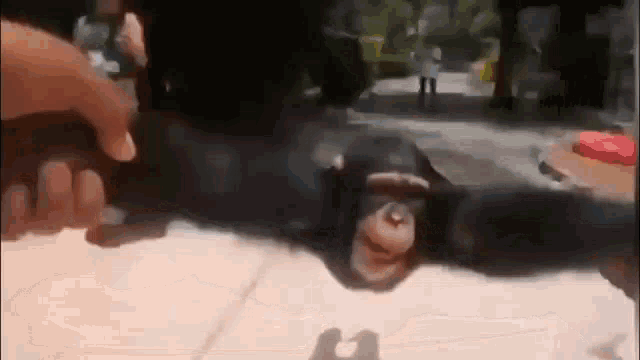 Spinning Monkey Spinning Ape GIF - Spinning Monkey Spinning Ape Spinning Monke GIFs