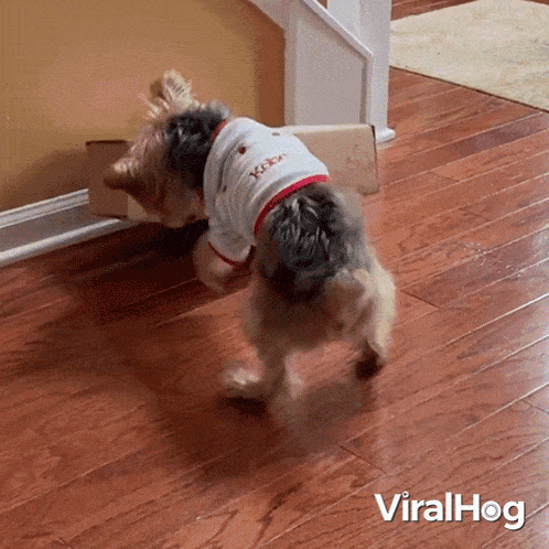 a small dog wearing a shirt that says " i love you " on it