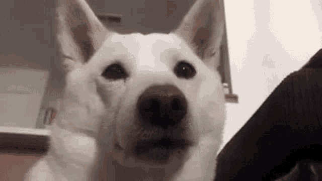 a white dog with a brown nose is looking at the camera and making a funny face .