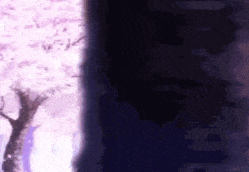 there is a cherry blossom tree in the foreground and a dark background behind it .