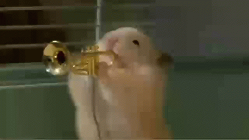 Hamster Trompetista GIF - Hamster Trompetista Andy GIFs
