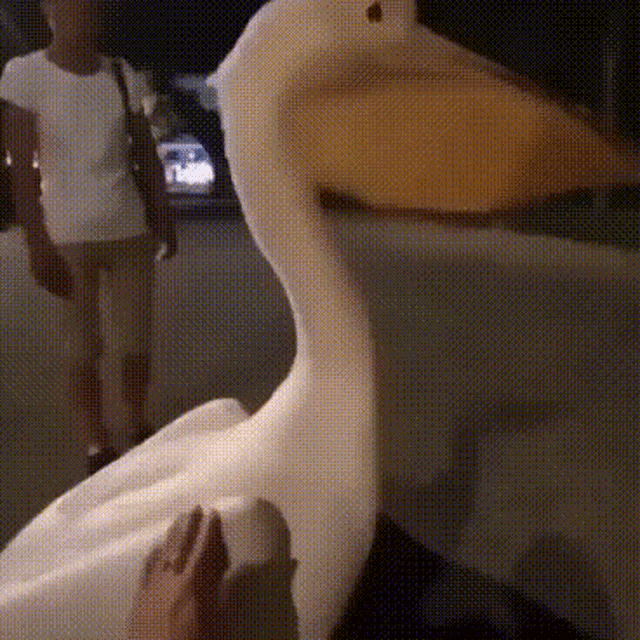 a pelican is standing next to a person 's foot .