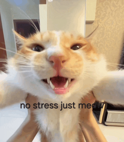 a cat is being held in someone 's hands with the words " no stress just meow " below it