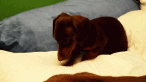 Long Day Tired GIF - Long Day Tired Puppy GIFs