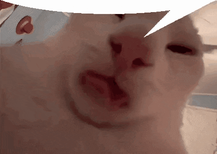 a close up of a cat 's face with a speech bubble