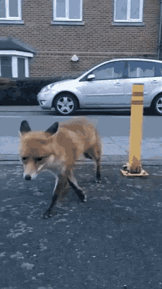 Little Fox Thief GIF - Little Fox Thief Thief Fox GIFs